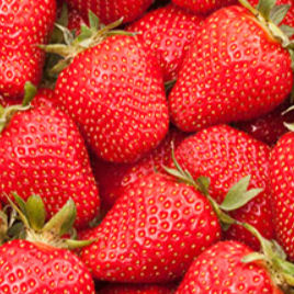 fragaria vesca gento